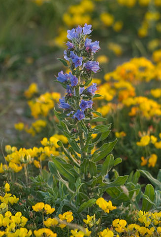 Echium vulgare